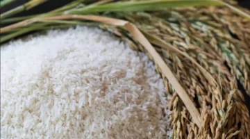 تغير طفيف بأسعار الأرز الخام وسط استقرار سوق الشتاء والربيع